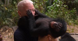 The playful world of baby bonobos