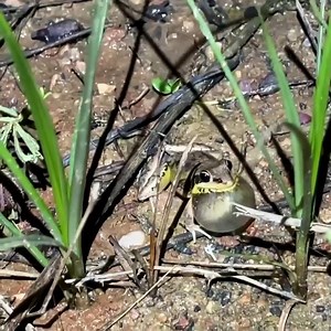 🐸🔊 SOUNDS OF THE WET SEASON 🔊🐸 This little frog sure can make a lot of noise!!! What sounds do you normally hear after you get rain? | ABC Western Queensland