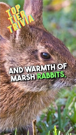 🐰 You'll Never Guess What They're Using To Hunt Burmese Pythons!!!