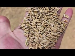 AMD Rice/Paddy Germination Color Sorting/Sortex/Sorter Machine Equipment