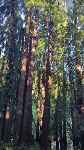 Big Sur Redwoods Retreat 🌿 | Big Sur River Inn California