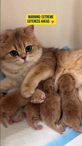 5 moments that will melt your heart#shorts #cats#catsfunnyvideos #catshorts#catvideos