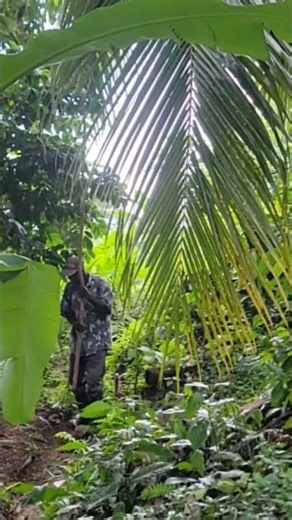 my father is picking coconut to cook is Sunday dinner