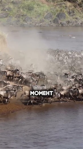 Великая миграция уже в этом году #путешествияафрика #путешествиесафари #сафари #сафаривафрике
