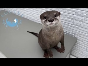 How Adorable Otters! They can't Wait for Their Food!