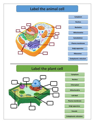 Labelling - Cell Organelles online exercise for