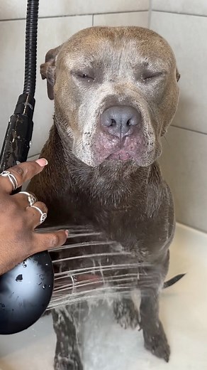 32M views · 683K reactions | 﫧識 Dog Morning Routine With Bath Time Deshedding & Moisturizing With Organic Coconut Oil & Shea Butter #pitbull #doggrooming #grooming #dogbath #dogbathroutine #dogsofinstagram #bath #dogspa #doglover #dogmom #pitbullsofinstagram #routine #funnydogs #cutedog #asmr #asmrsounds #satisfying #relaxing #viral #explore #viralreels | reignstormpit | Facebook