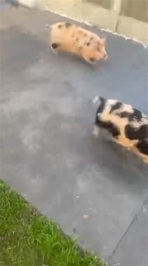 What a miserable day here in Weybread! We are cuddling up with the piglets in the barn all day today but have you ever wondered what happens to piglets we sell when they are old enough? I’ve been sent this gorgeous compilation video from Piglet Parent Jasmin of her girls x Hope it brings a smile to your face as much as it did mine! | Everlong Farm