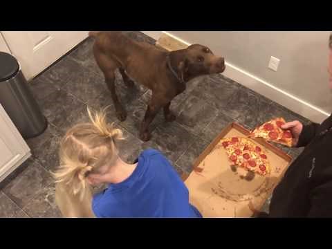 Dog eats entire pizza in less than a minute!!! (Dog vs. Pizza-challenge)