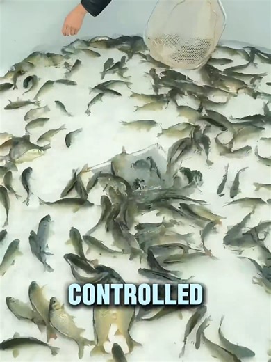 Hundreds of Fish Flushed Into Lake: The Illusion Explained