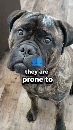 This Is Why You SHOULDN'T Get A Bullmastiff!