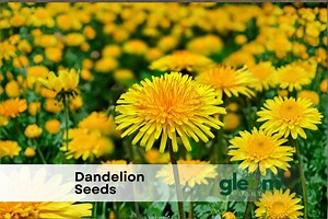 1000  Dandelion Seeds Edible Greens • Non-gmo • Easy Grow Perennial Herb - Etsy