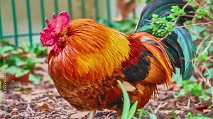 Rooster, also known as cockerel or cock, is male gallinaceous bird, usually male chicken (Gallus gallus domesticus).