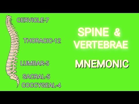 Spine & Vertebrae Mnemonic | Sections of the Spine & The Number of Vertebrae in Each Section