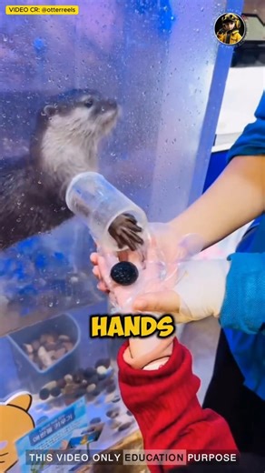 This Otter Will Win Your Heart! 🦦💖#otter #cuteanimals #shorts