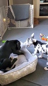 582K views · 29K reactions | DAY 61...Video 2. Mini Cooper. Bethany's black boy. Casey's Harlequin girl. Armani x Navarra European Great Dane babies | Genesis Guardian Angel Great Danes USA | Facebook