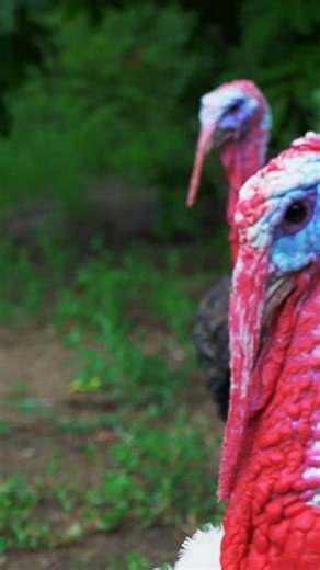 2.3K views · 18 reactions | Did you know wild turkeys can fly faster...
