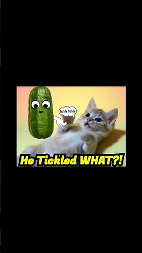 Tickle, Pickle, Giggle! This Kitten Can’t Stop Laughing 😂