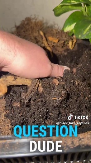 Understanding Frog Behavior When Hungry