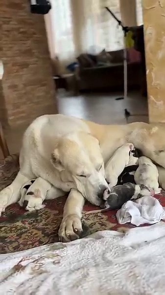 귀여운 강아지 만나보세요 / 愛らしい子犬に出会おう #JapanDogs #KoreaPuppies