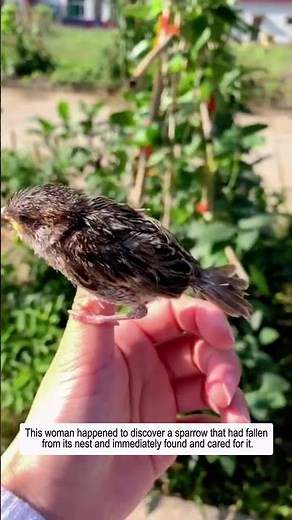 Rescuing a Fallen Sparrow.