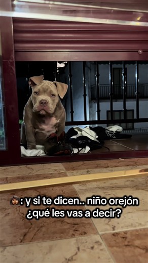 León guapo🤭😏🥰 De cachorro a leyenda🦁 #bully #dog #puppydog #viral #LeonAmericanBully