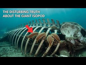 The Disturbing Truth About the Giant Isopod