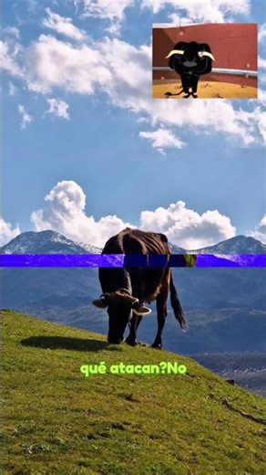 🐂🔥 ¡El toro NO odia el color rojo! 😱 Descubre la verdad que nadie te contó#curiosidades