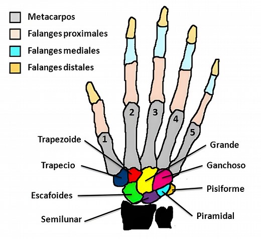 ¿Cuántos huesos hay en la mano y cuáles son? (con imagen) — Saber es práctico