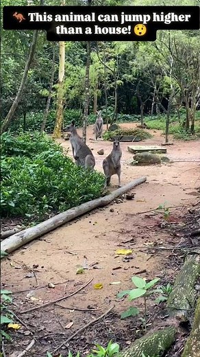 Australia’s Jumping Giant 🦘 #kangaroo #wildlife #animalfacts