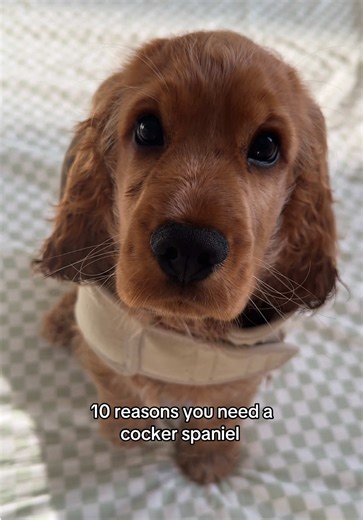 This is your sign 🤭🤎🧸 Cocker spaniels are also very clingy lol so you’ll always feel wanted, they have the sweetest little hearts and can be a bit goofy, they will boss you around by woo-wooing at you so they become your entire world, and they’re incredibly high maintenance so you need to make sure you’re up for the challenge lol 🥹🫶🏽 #cockerspaniel #cocker #cockerspanielsoftiktok #puppylove #yoursign #fyp