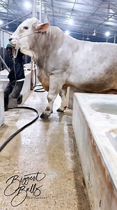 Gentle giant bull of charbray breed | Biggest Bulls Photography