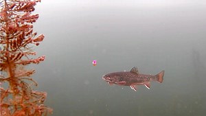 42K views · 216 reactions | Ice fishing for brook trout can be a treat as these wild trout display stunning colors and patterns. In this episode of Pautzke Outdoors we headed into the Rocky Mountain wilderness in search of these brooks in a high mountain lake that hadn't been stocked since the early 1940s. We brought underwater cameras to show you if the trout are still here. | Pautzke Bait Company | Facebook