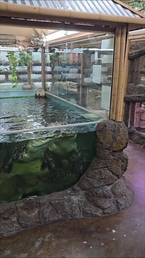 Feeding the American Alligators at Prehistoric Pets! - Part 2 Your Saltwater Guide is Sponsored by Okuma Fishing USA.