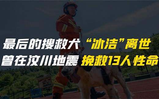 汶川地震最后一只搜救犬“冰洁”离世，它曾挽救出13人的性命！