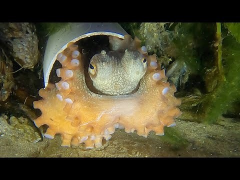 Octopus eggs hatching #2
