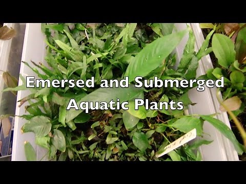 Emersed and Submerged Aquatic Plants