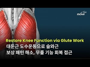 엉덩이 근육(대둔근)이 약해지면 무릎까지 무너진다? 슬와근 보상 작용과 통증 메커니즘