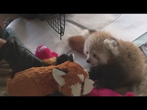 Buffalo Zoo welcomes newborn red panda cub with public debut