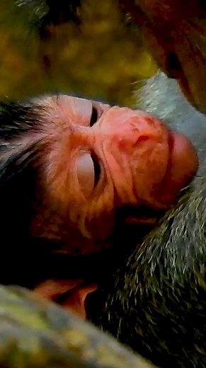 11K views · 344 reactions | Reel created from [Congratulation Mom April Birth Baby Today & Welcome Newborn Baby See This World] | Monkey Free | Facebook