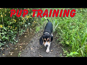 Coonhound Pup Training: 6-10 weeks