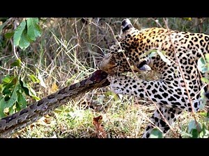2 Leopards VS 1 Huge Python | Animal World