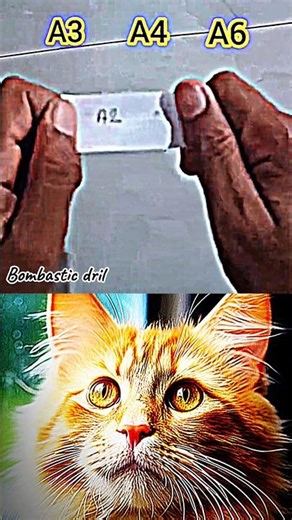 what's the numbers #cat #funnycat #memes