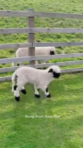 51K views · 1.7K reactions | This baby sheep  just can’t stop dancing! Jumping around like it’s the happiest day ever Too cute to handle try not to smile watching this! ✨殺 #suara #sound #fyppp #soundviral #sheep #goat #kambing #lamb #funny #reels #reaction #USA #UK #DIY #jangkauanluas #fypviral #vidioreel #asmr #ASMR | Bung Kem Reaction | Facebook