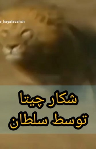 ‎حیات وحش/جفتگیری/شکار⛔‎ on Instagram‎: "😱😱شکار چیتا توسط سلطان❤❤Follow @wildlife_hayatevahsh حتما ویدئوهای دیگر پیج رو ببینید👇👇👇 اگر خوشتون اومد فالوو فراموش نشه 🦋🦚🦋 ........................*********......................... اگر از اکسپلوور اومدی پیج زیر رو فالوو کنید تا پست های جدید ما براتون ارسال بشه💖💛💖💛 👇👇👇👇👇👇 Follow @wildlife_hayatevahsh Follow @wildlife_hayatevahsh 👆👆👆👆👆👆 فیلم رو سیو کن و واسه دوستات بفرست❤ ..................................................... استو
