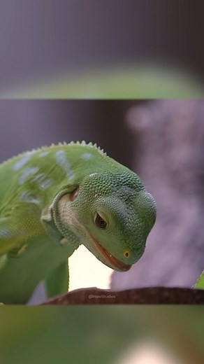 Beautiful Green Fuji Banded Iguana Eating Leaf #iguana #fuji #lizard #cute #nature #wildlife HA61648 | HAWI Studios