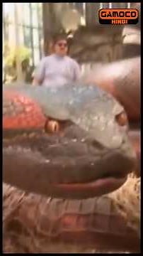 The ANACONDA in The Movie ANACONDA (1997) Was Real?? | #GamocoShorts | ‪@GamocoHindi‬