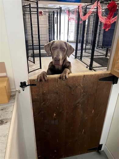 Rocky is still here… and somehow, he keeps choosing joy.🤩 He’s thriving, learning, loving — the kind of dog who meets the world with a wag and an open heart.Sweet, gentle, eager to please, and friends with every human and dog he’s ever met here. He’s ready to give his whole heart to someone.All he’s missing is a forever home to call his own. 💙 Sharing him might be the moment that changes his life. 🐾💖🐕🤗 | Angel Lane Boarding