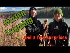 Marten Trapping: 120 Conibears in Action Catching Multiple Species #trapping #martentrapping