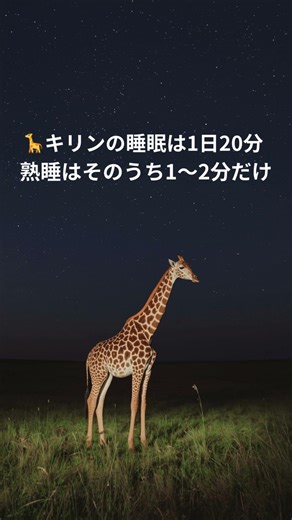 キリンの睡眠時間は1日20分だけ #動物雑学